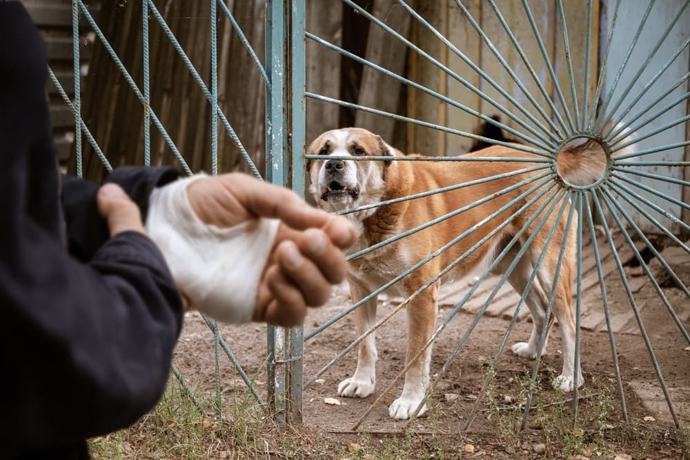 Mordedura de perro en la mano de un hombre