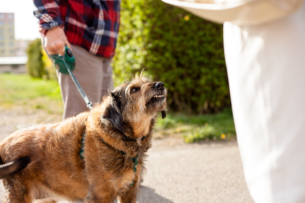 Leashed dog growling and baring teeth at a passerby on a sidewalk